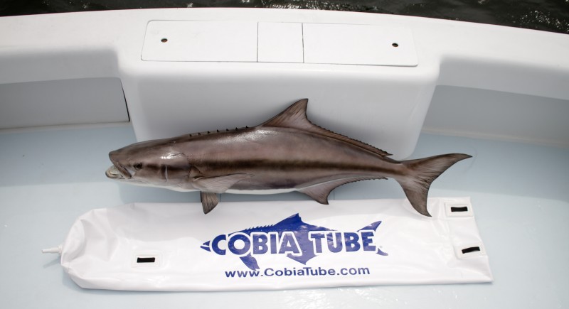 Cobia Tube